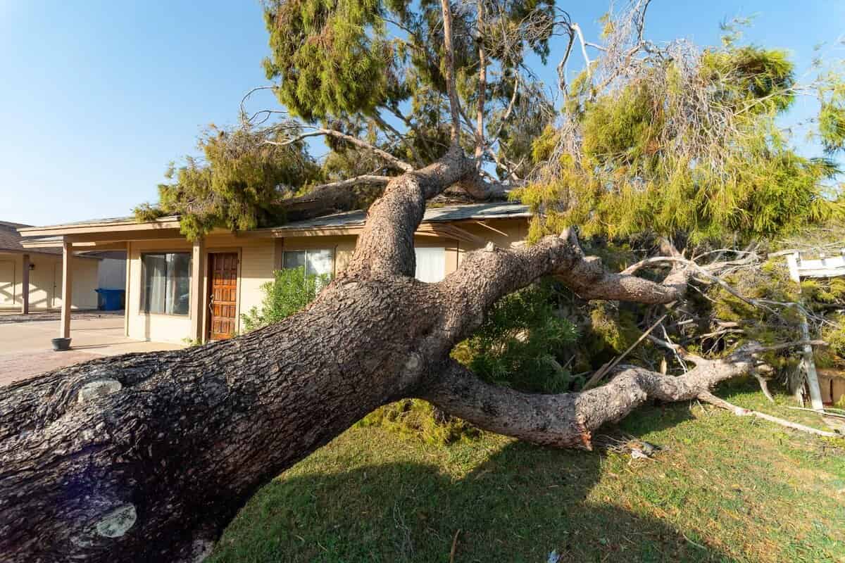Emergency Tree Removal Sydney: What to Do When a Tree Falls