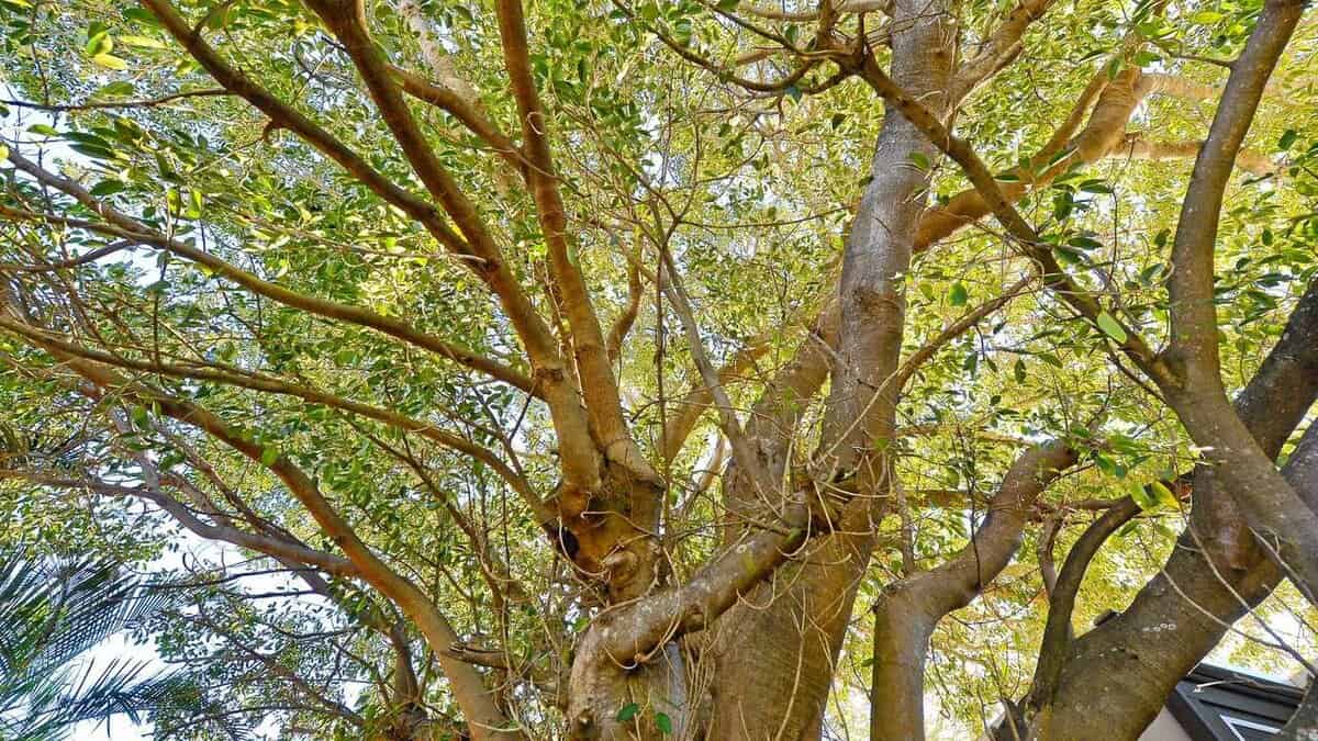 Fig Tree Removal Sydney: Regulations, Costs & Expert Tips