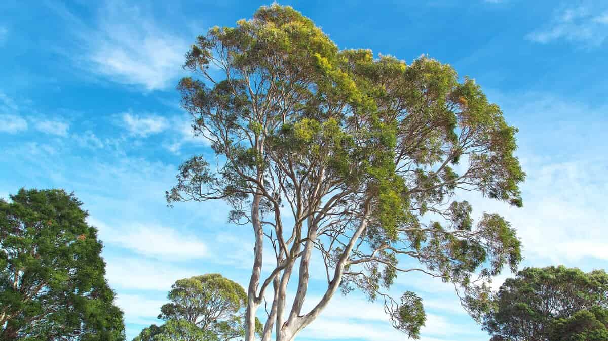 Native Trees of Sydney: A Homeowner's Complete Guide