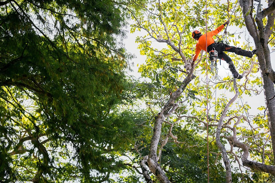 Professional tree service image - Our Arborist Services Sydney