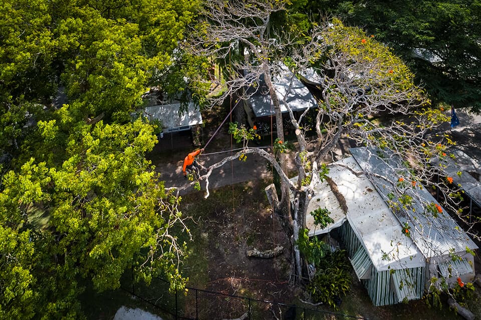 Professional tree service image - Recent Emergency Tree Service Operations in Sydney