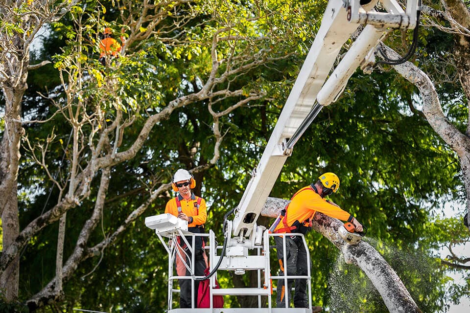 Professional tree service image - Recent Emergency Tree Service Operations in Sydney