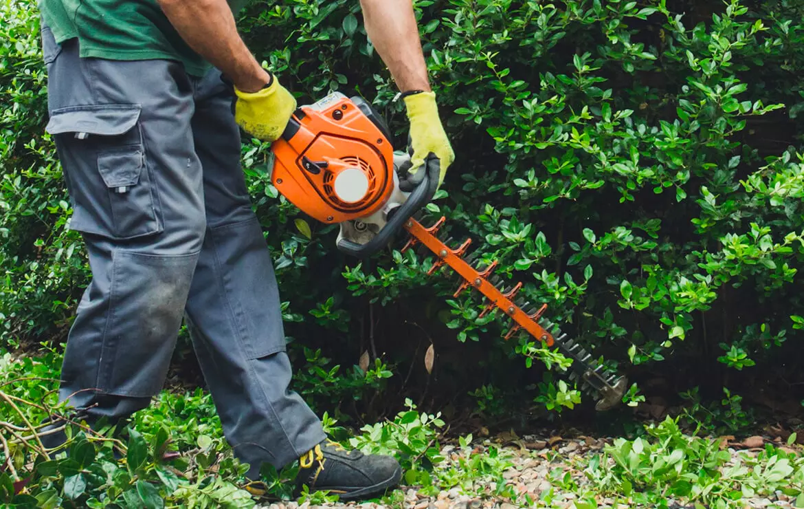Professional tree service image - Our Hedge Trimming Services Sydney