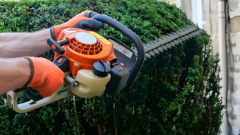 Professional tree service image - Our Hedge Trimming Services Sydney