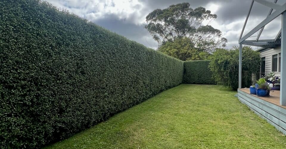 Professional tree service image - Our Hedge Trimming Services Sydney