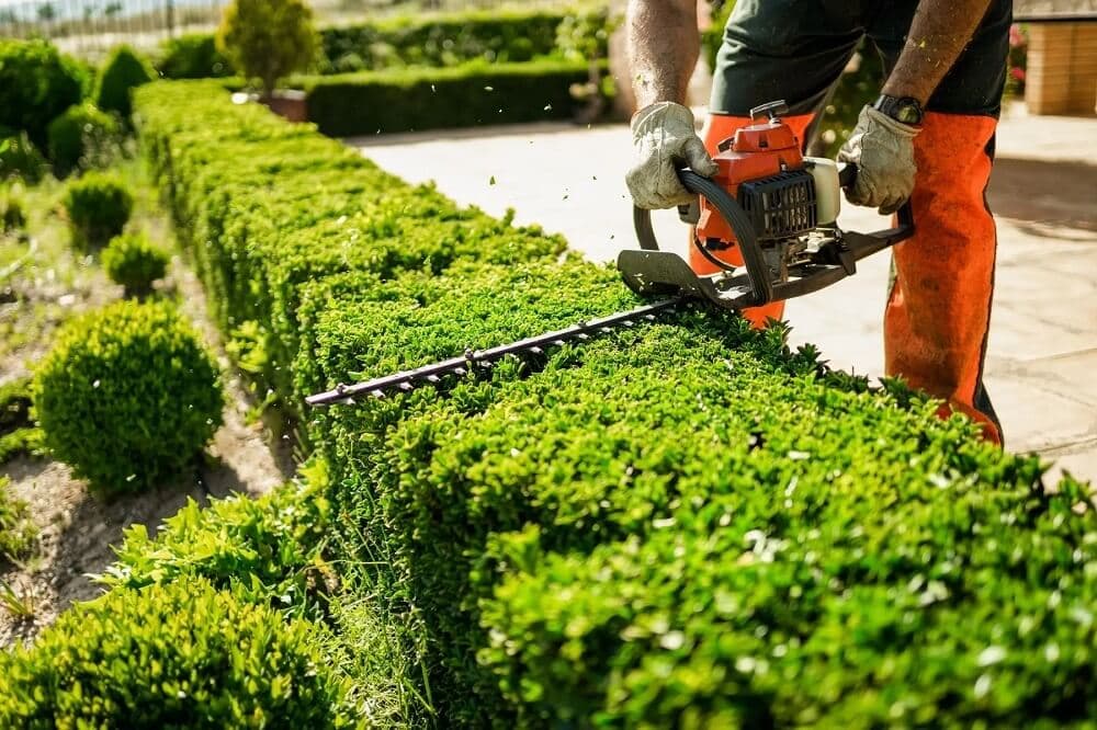 Professional tree service image - Our Hedge Trimming Services Sydney