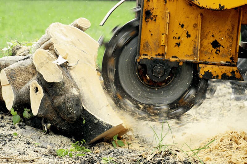 Professional tree service image - Recent Stump Grinding Projects in Sydney