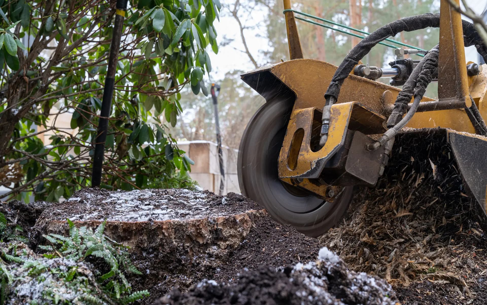 Professional tree service image - Recent Stump Grinding Projects in Sydney
