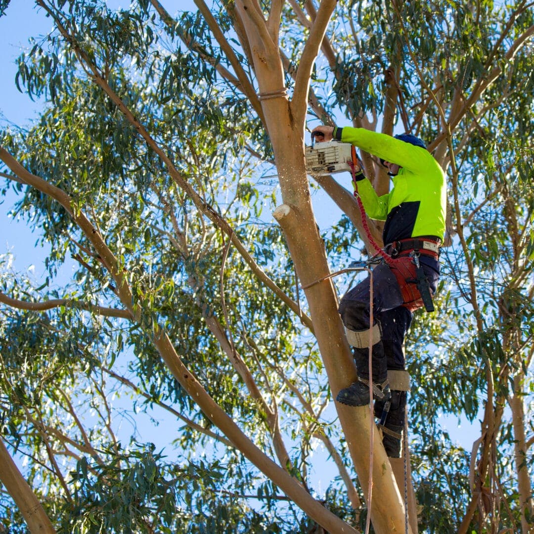 Professional tree service image - Recent Tree Lopping Projects in Sydney