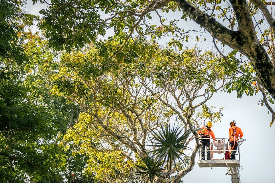 Professional tree service image - Recent Tree Pruning Projects in Sydney