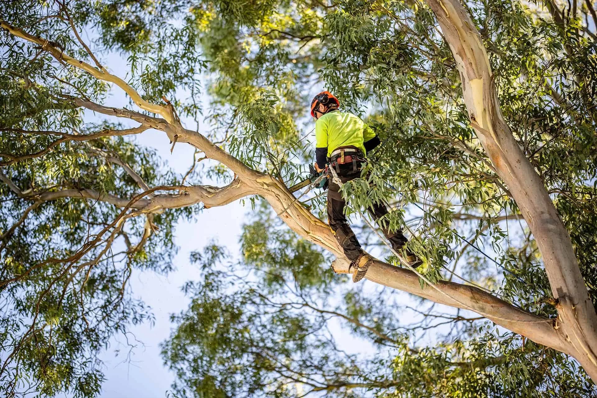 Professional tree service image - Recent Tree Pruning Projects in Sydney