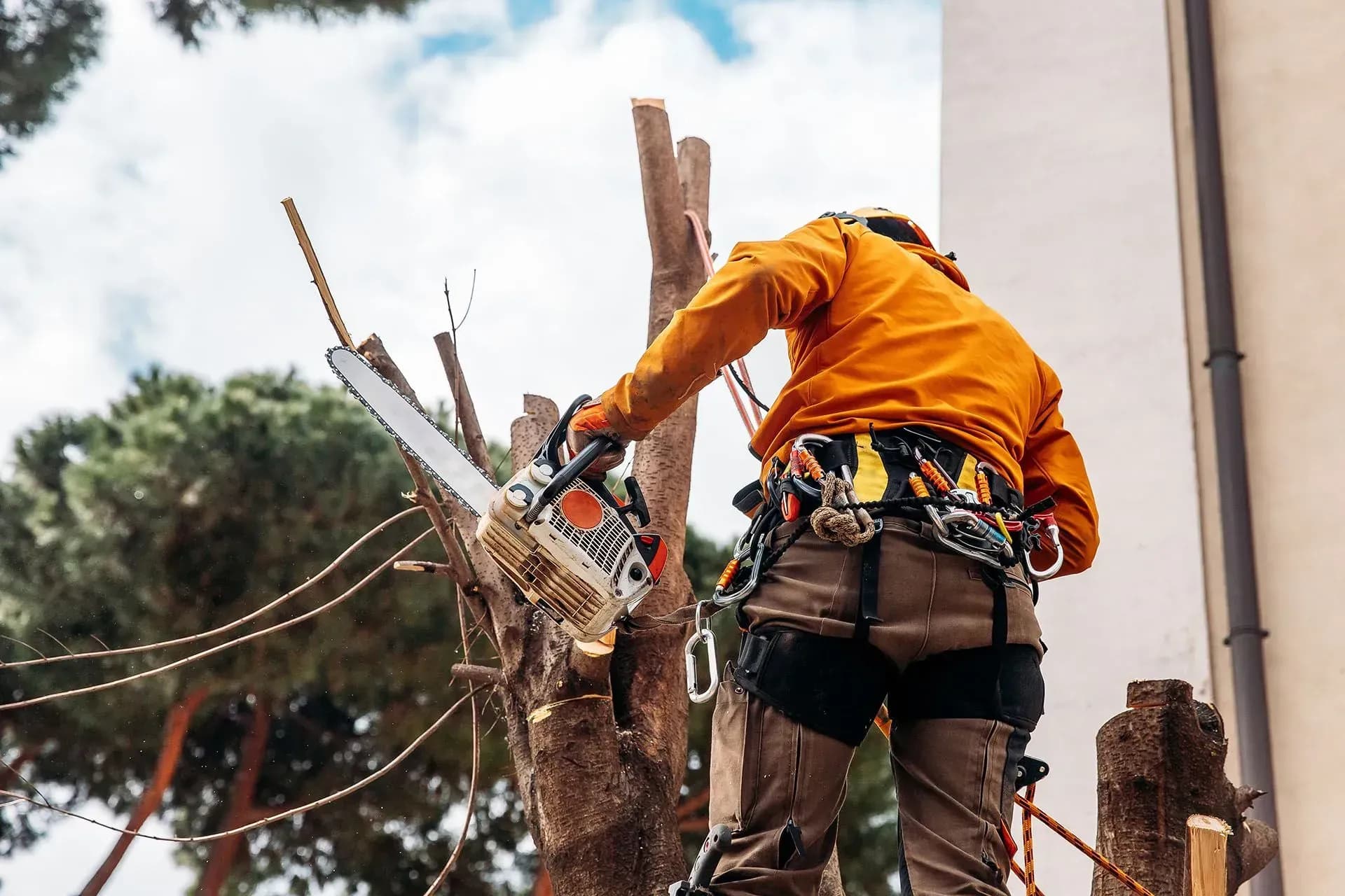 Professional tree service image - Recent Tree Removal Projects in Sydney