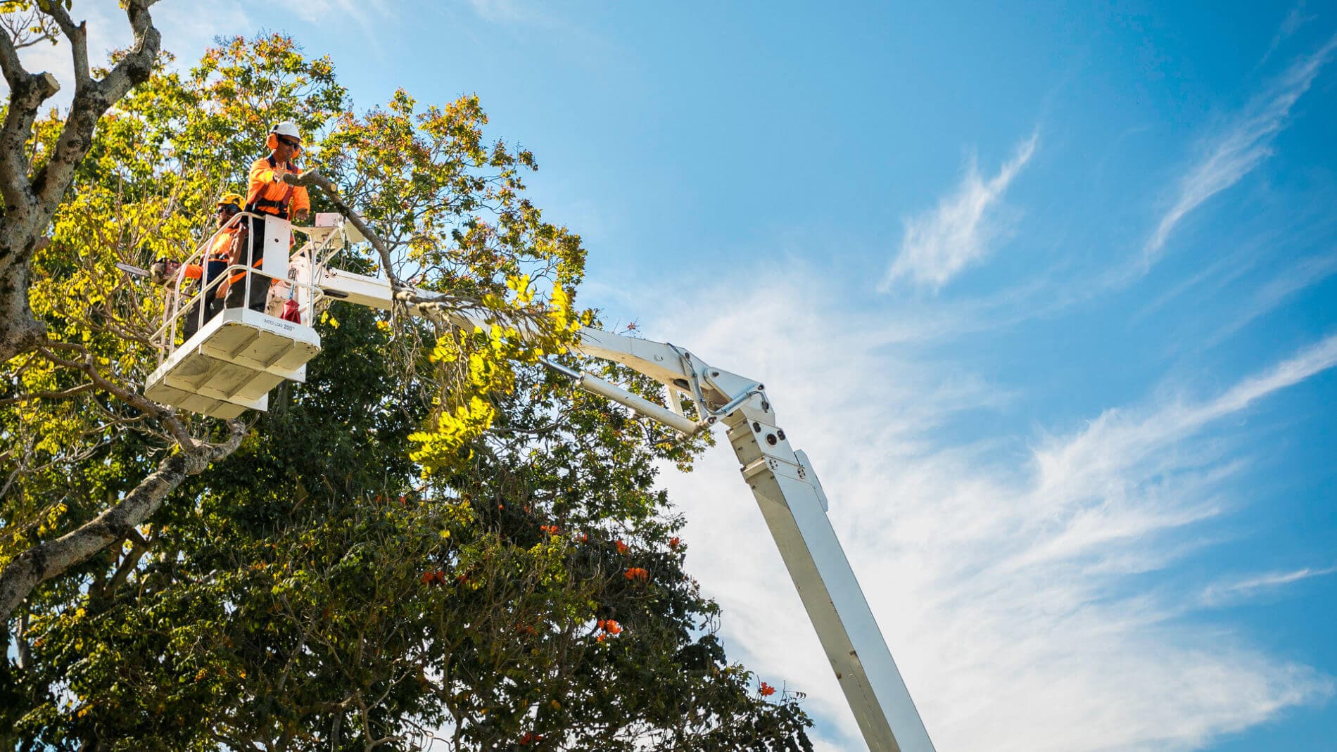 Professional tree service image - Recent Tree Removal Projects in Sydney
