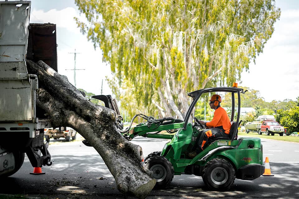 Urgent fallen tree removal after storm damage