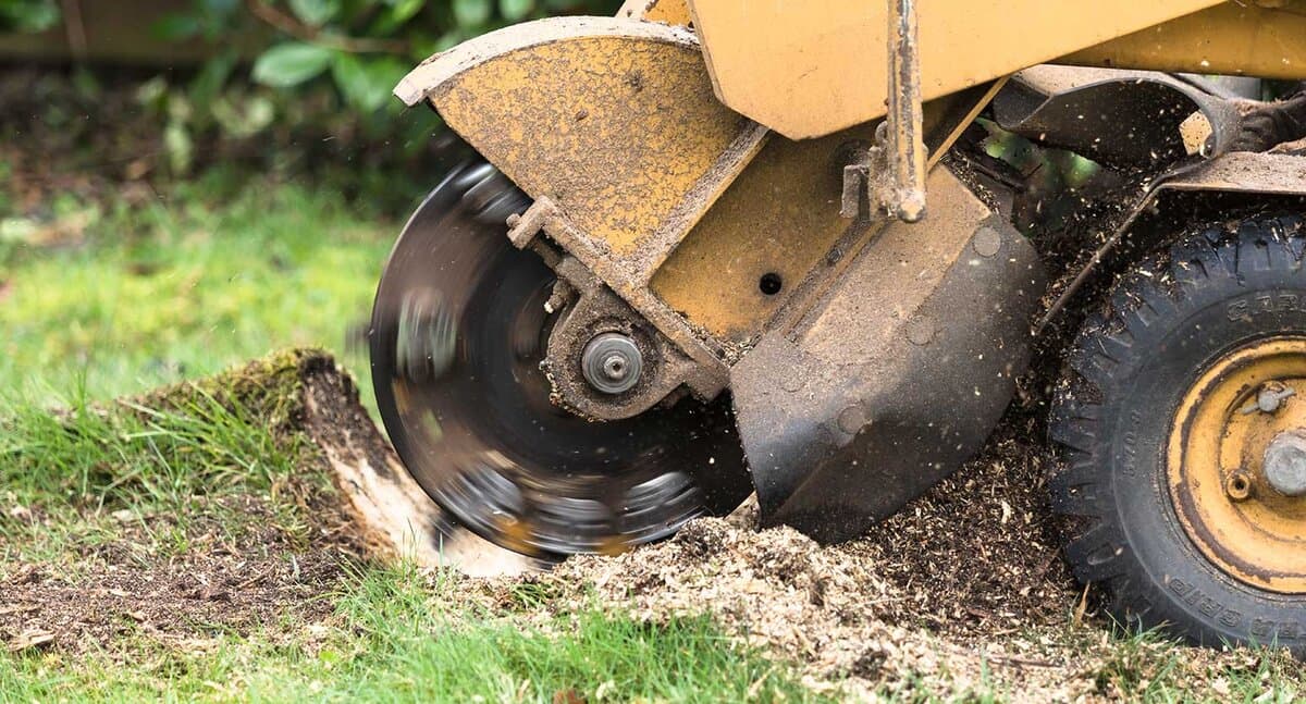 Expert stump grinding operator removing tree stump
