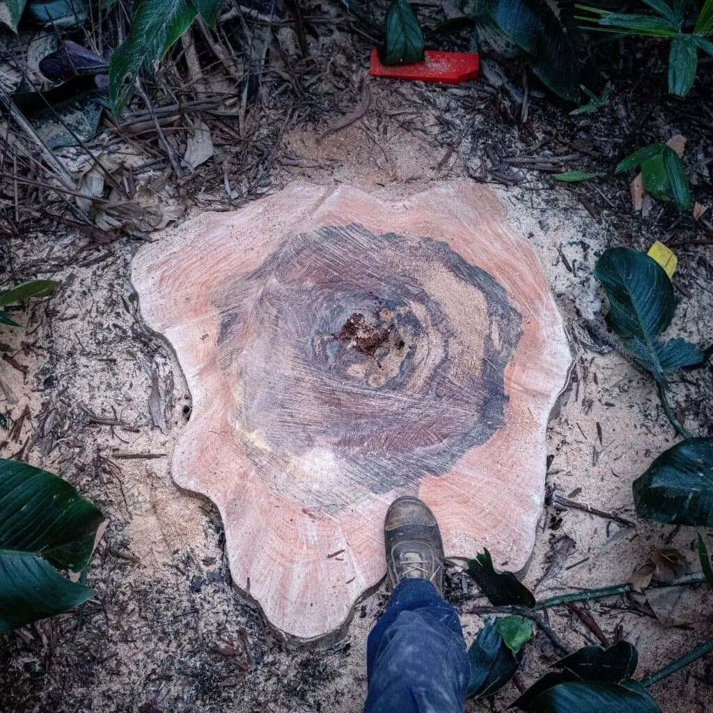 Tree stump before professional grinding service