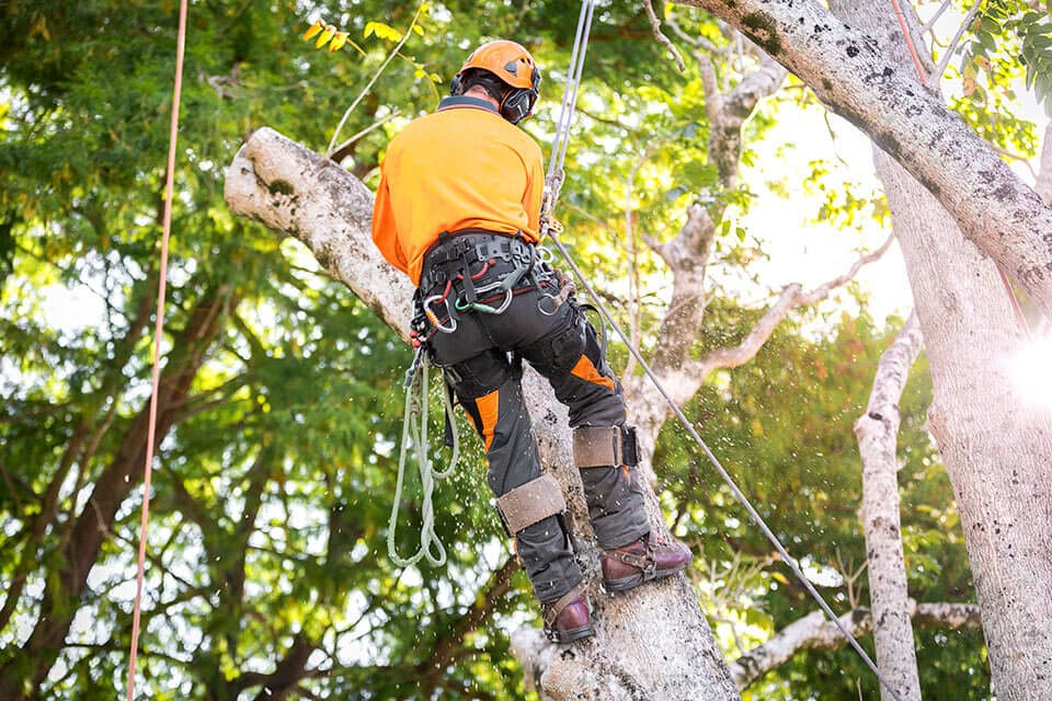 Deadwood removal service for healthy tree maintenance