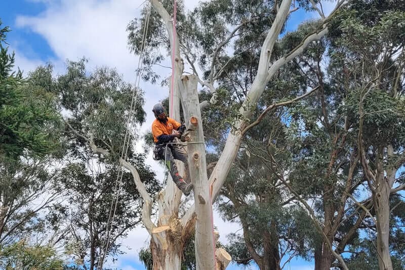 Eucalyptus tree removal service in Sydney