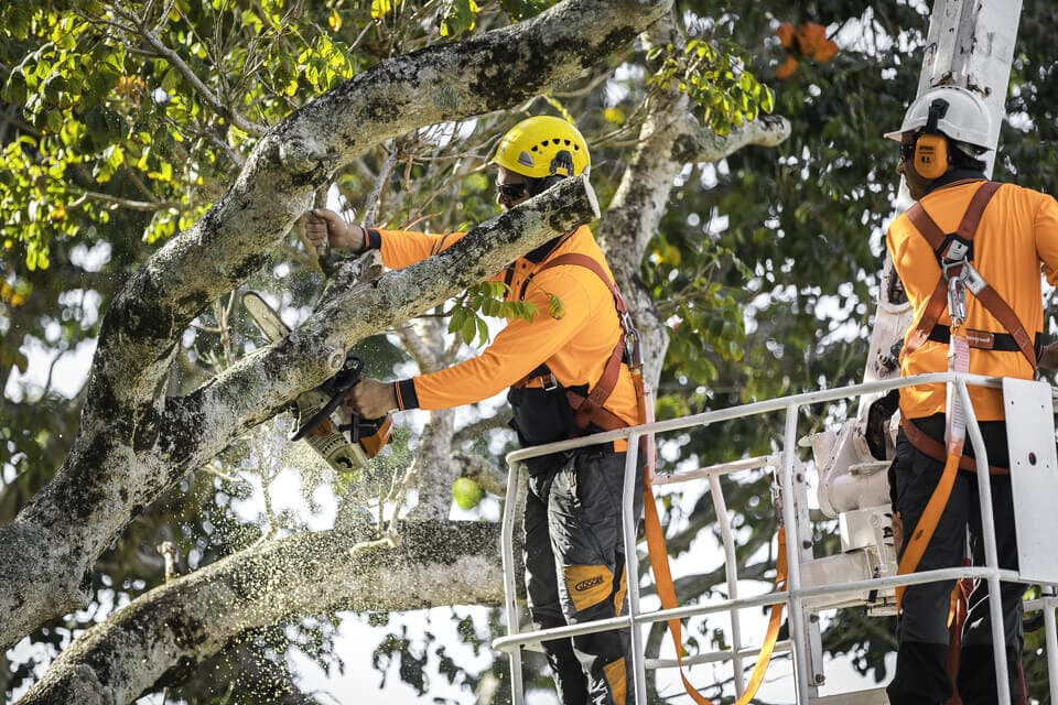 Elevated work platform tree removal service in Sydney