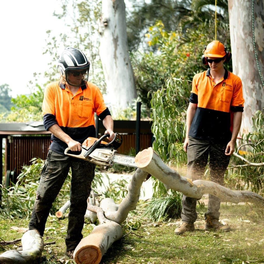 Professional tree removal team working in Sydney