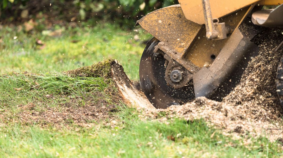 Stump Grinding Cost Sydney 2025: Complete Price Guide & Comparison