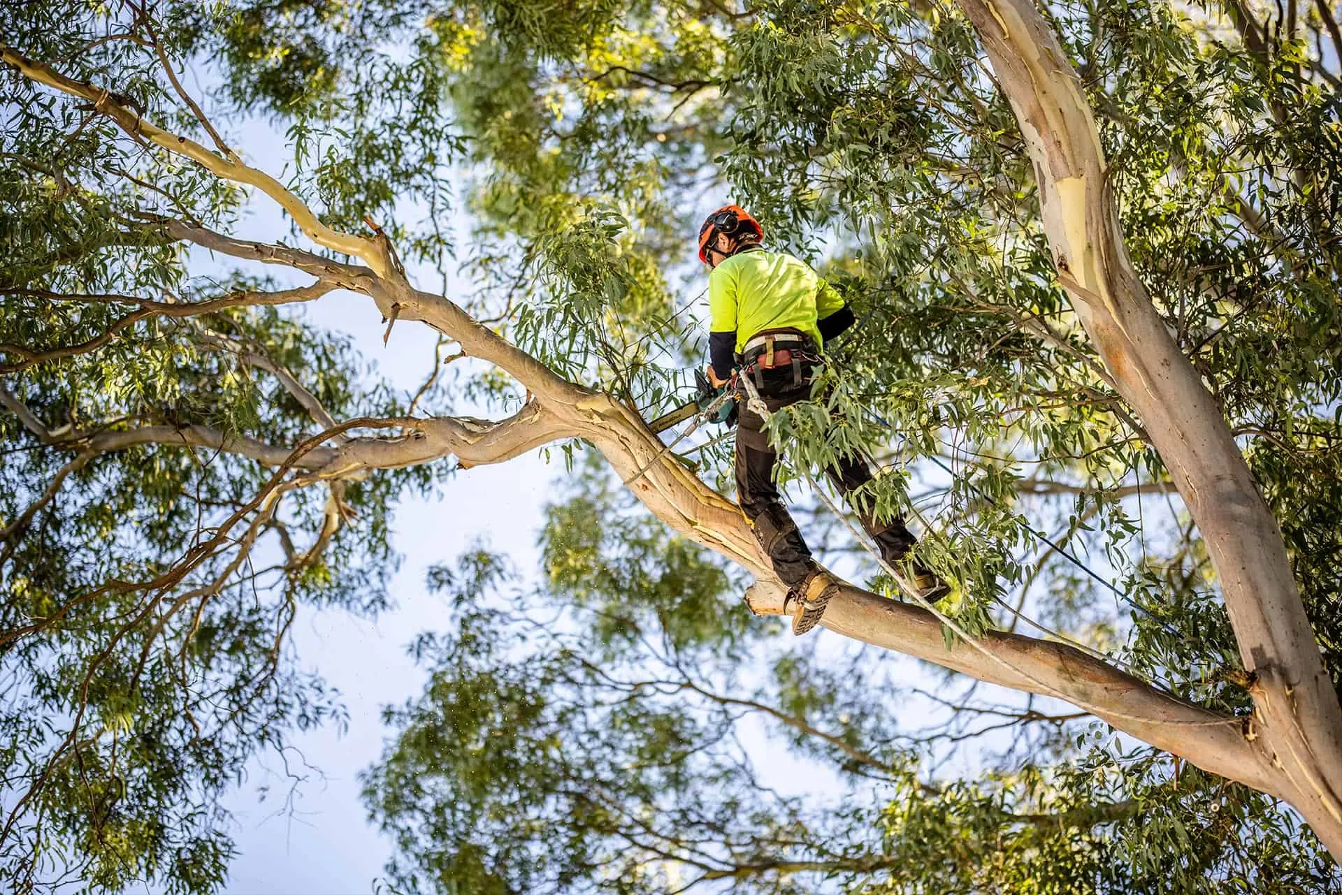 Tree Pruning Cost Sydney 2025: Complete Price Guide & Best Practices