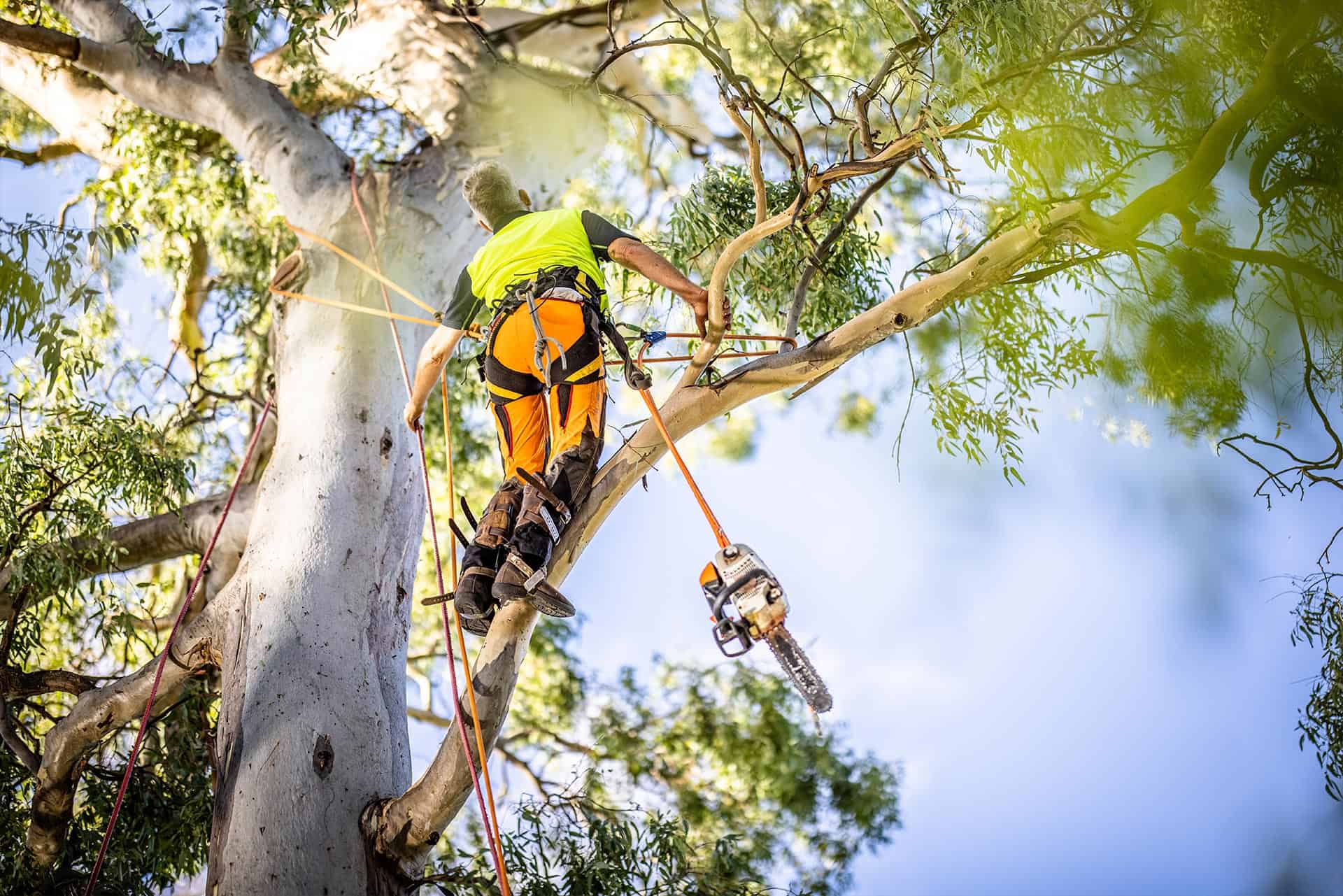 Tree Removal Cost Sydney 2025: Complete Price Guide & Factors