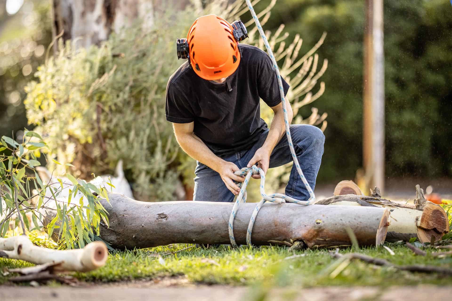 Tree Removal Regulations Sydney 2025: Council Permits & Guidelines