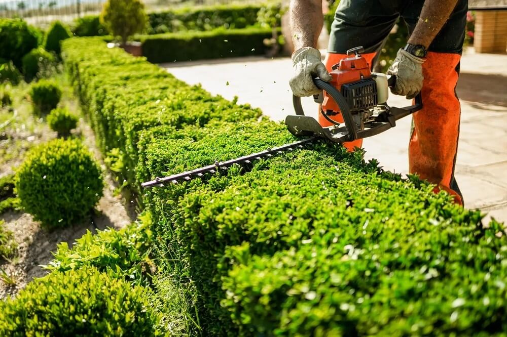Professional hedge trimming service in Sydney