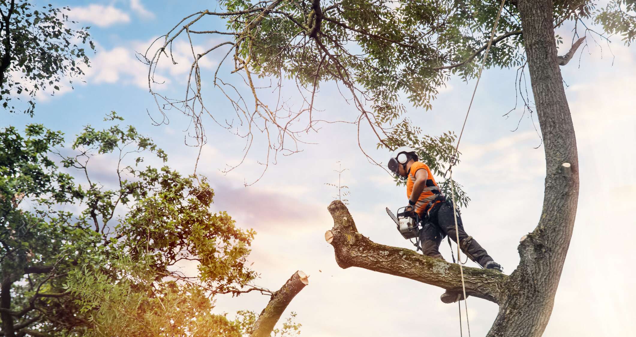 Professional tree lopping service in Sydney by certified arborists