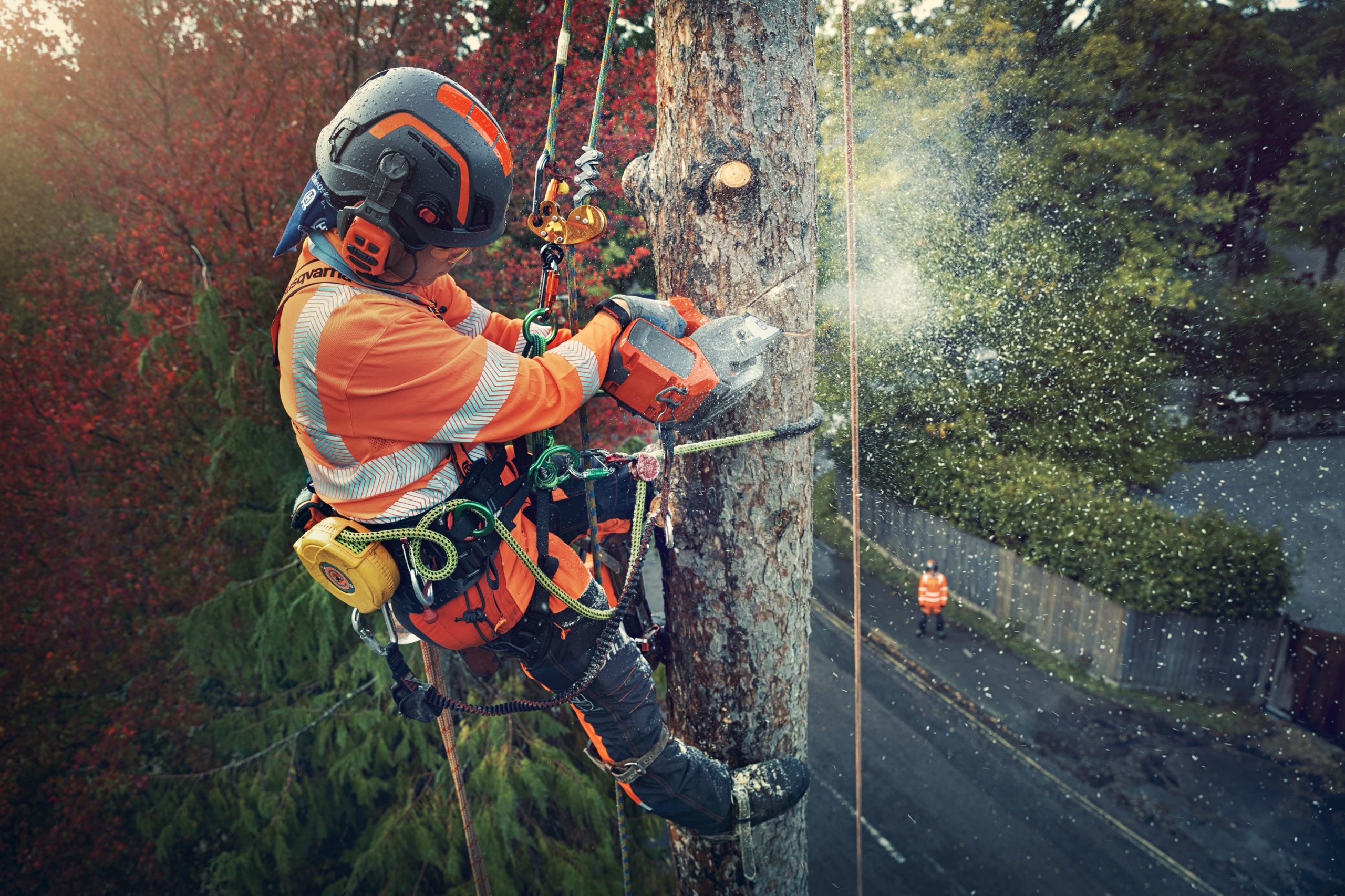Sydney Tree Services professional tree services