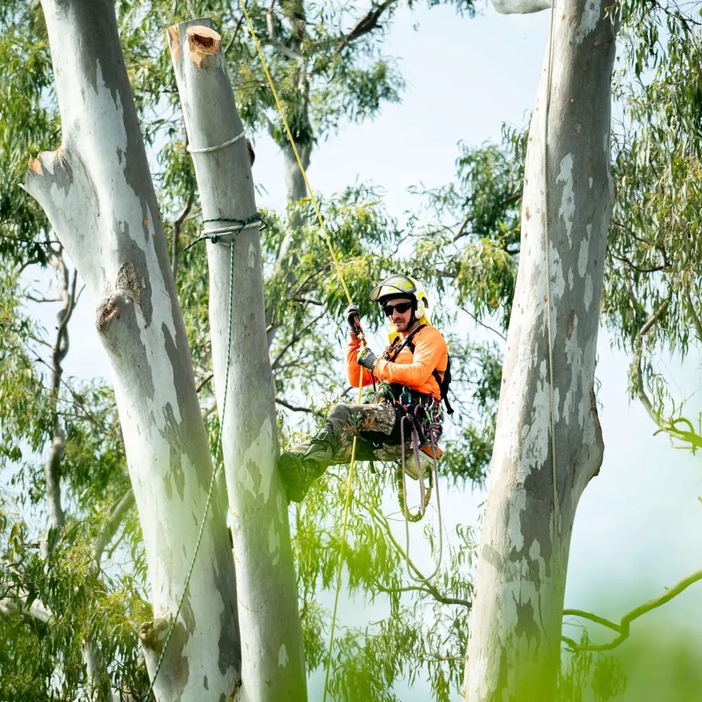 Arborist Services