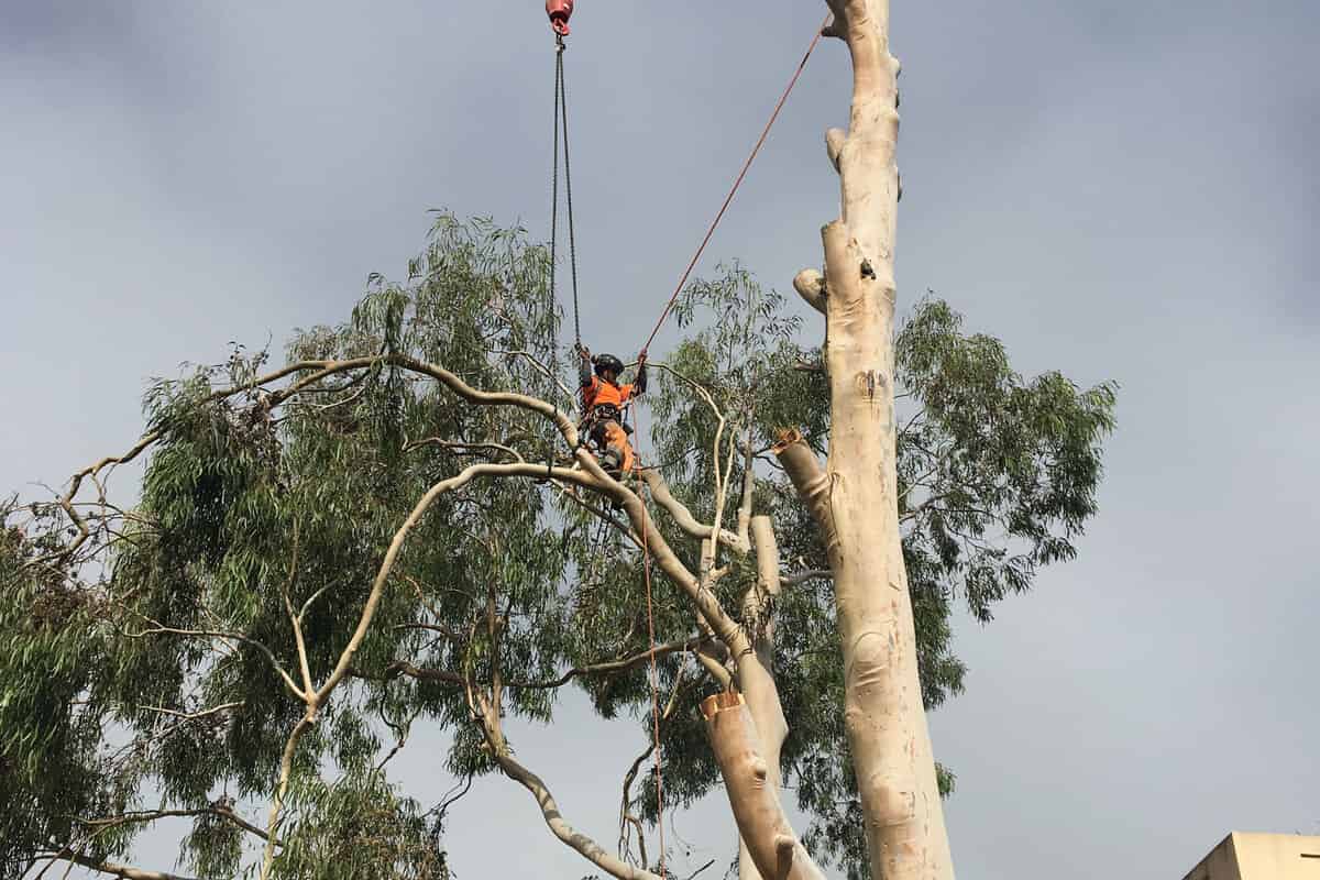Best Time to Prune Trees in Sydney: Complete Seasonal Guide