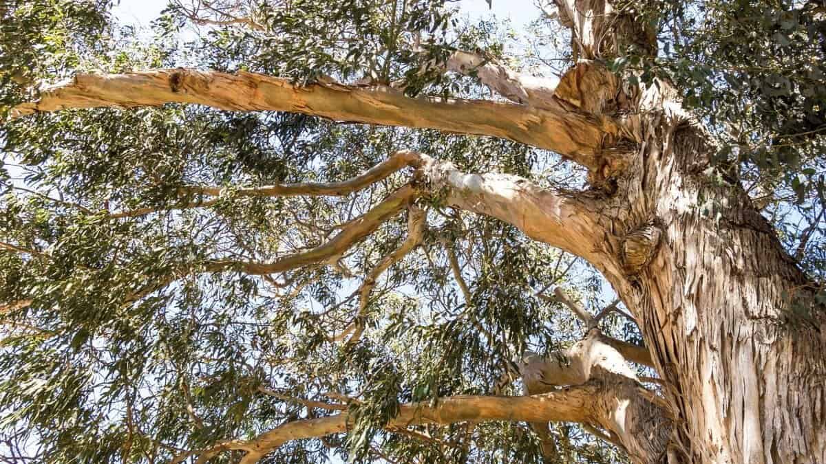 How to Tell if a Tree is Dangerous: 10 Warning Signs to Watch