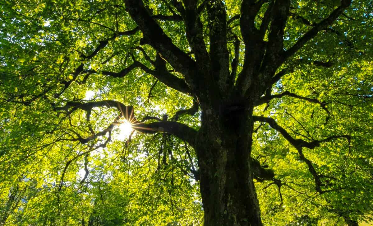 Tree Preservation Orders Sydney: Council-by-Council Guide 2026