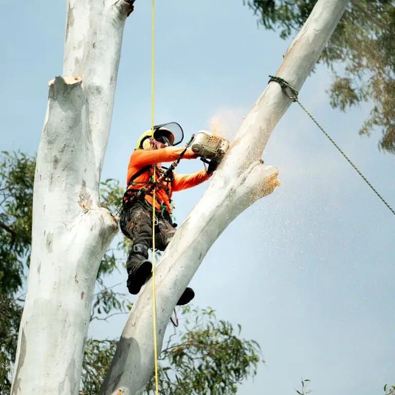 Sydney Tree Services arborist performing safe tree removal