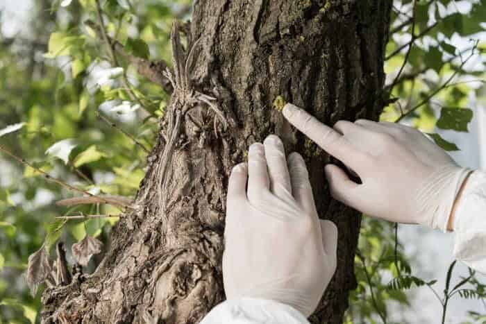Tree consultation scene