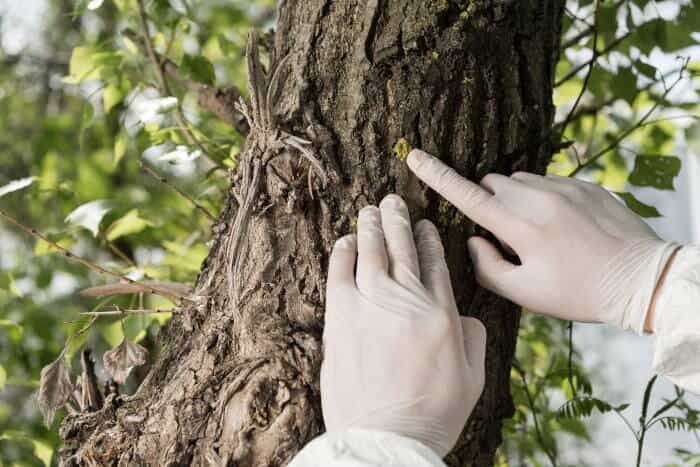 Tree consultation scene