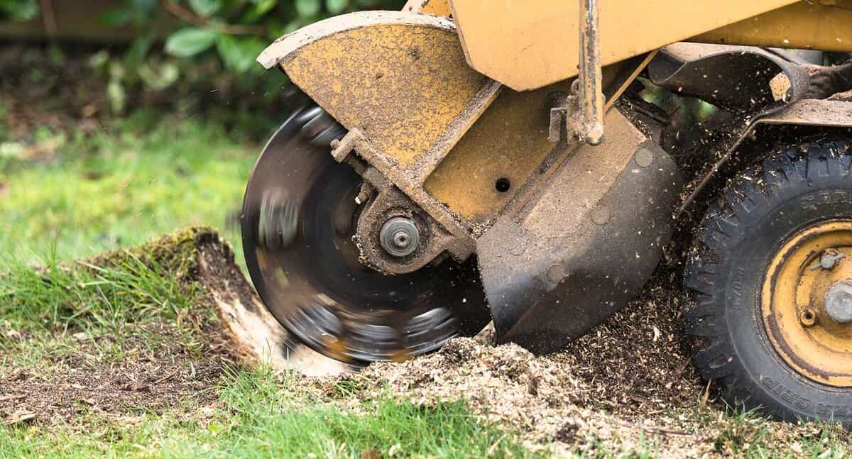 Operator using a stump grinder