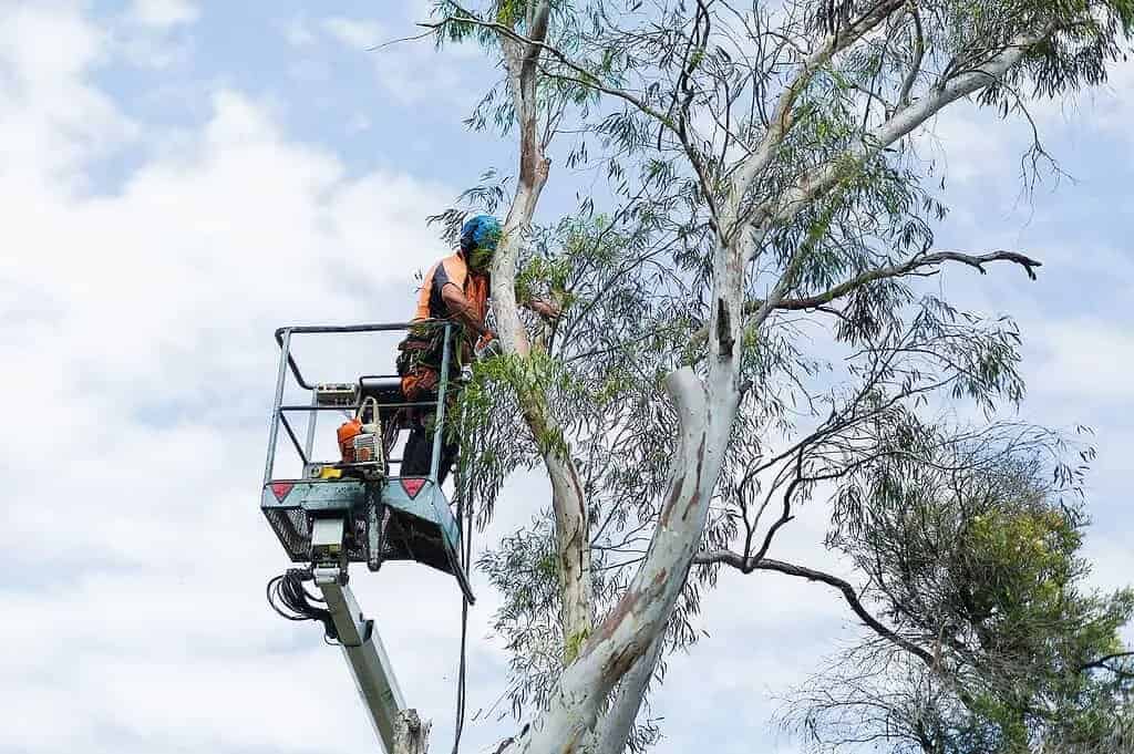 Tree-lopping scene
