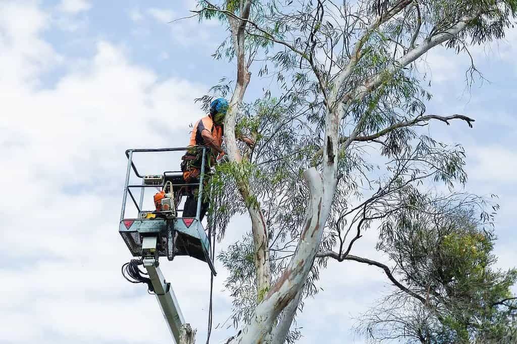 Tree-lopping scene