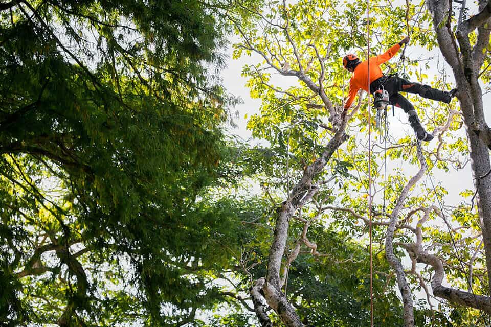 Arborist in a tree-maintenance setting
