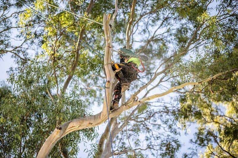Branch-removal scene