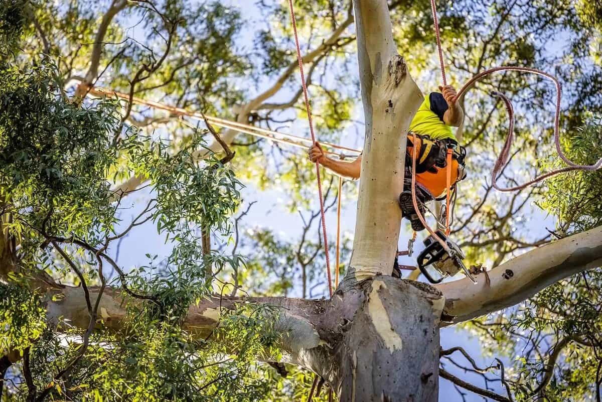 Crown-reduction pruning scene