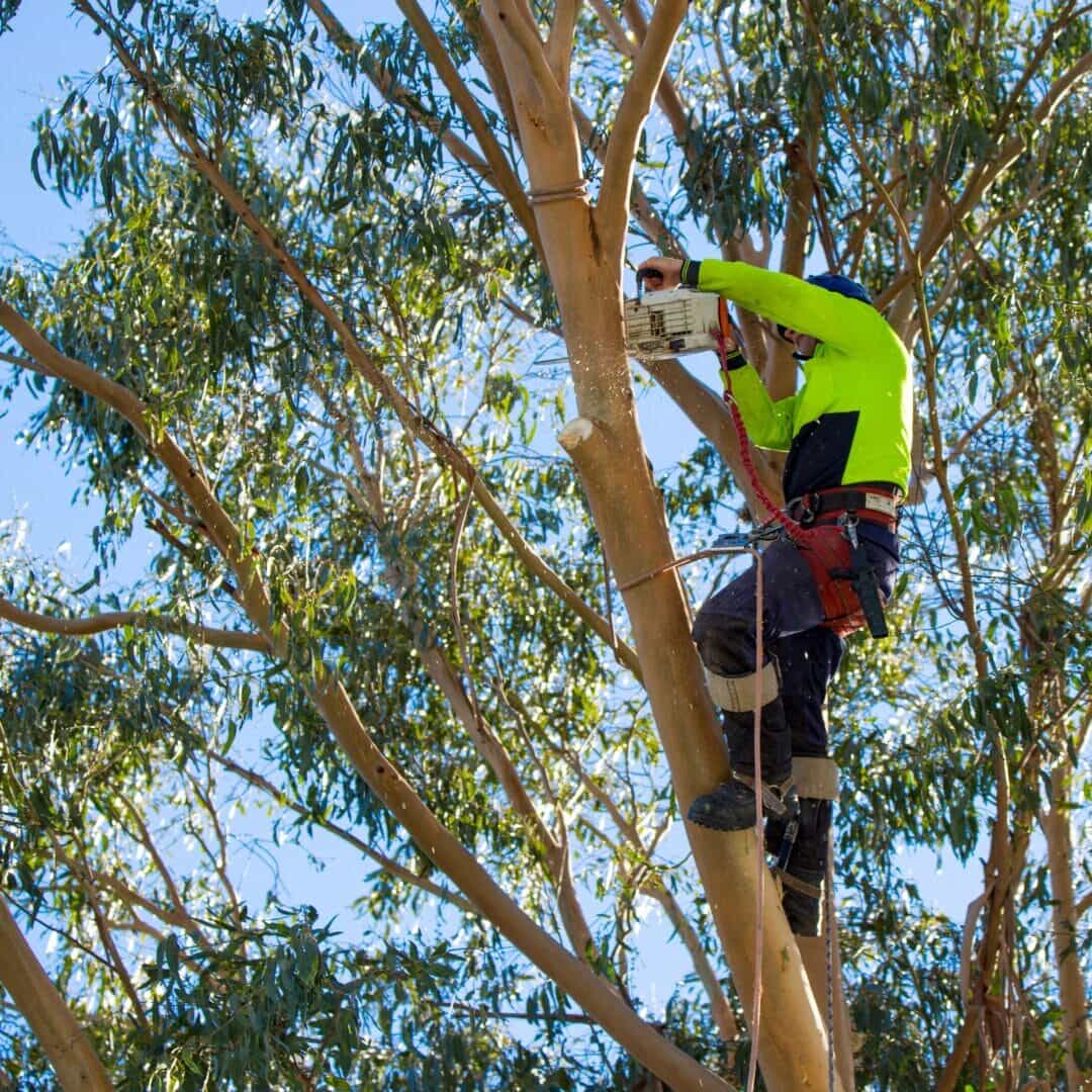 Tree-crown thinning scene