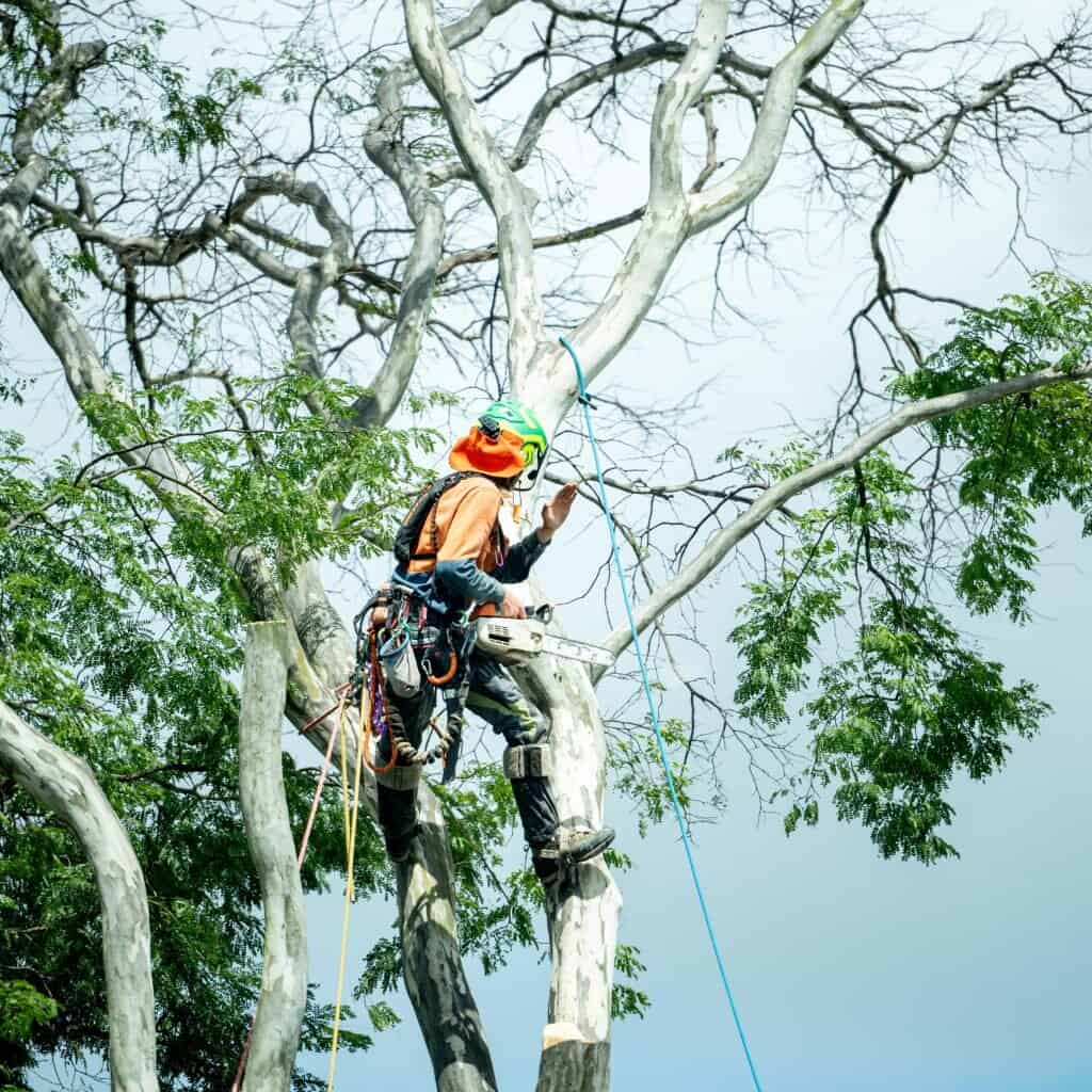 Tree-pruning scene