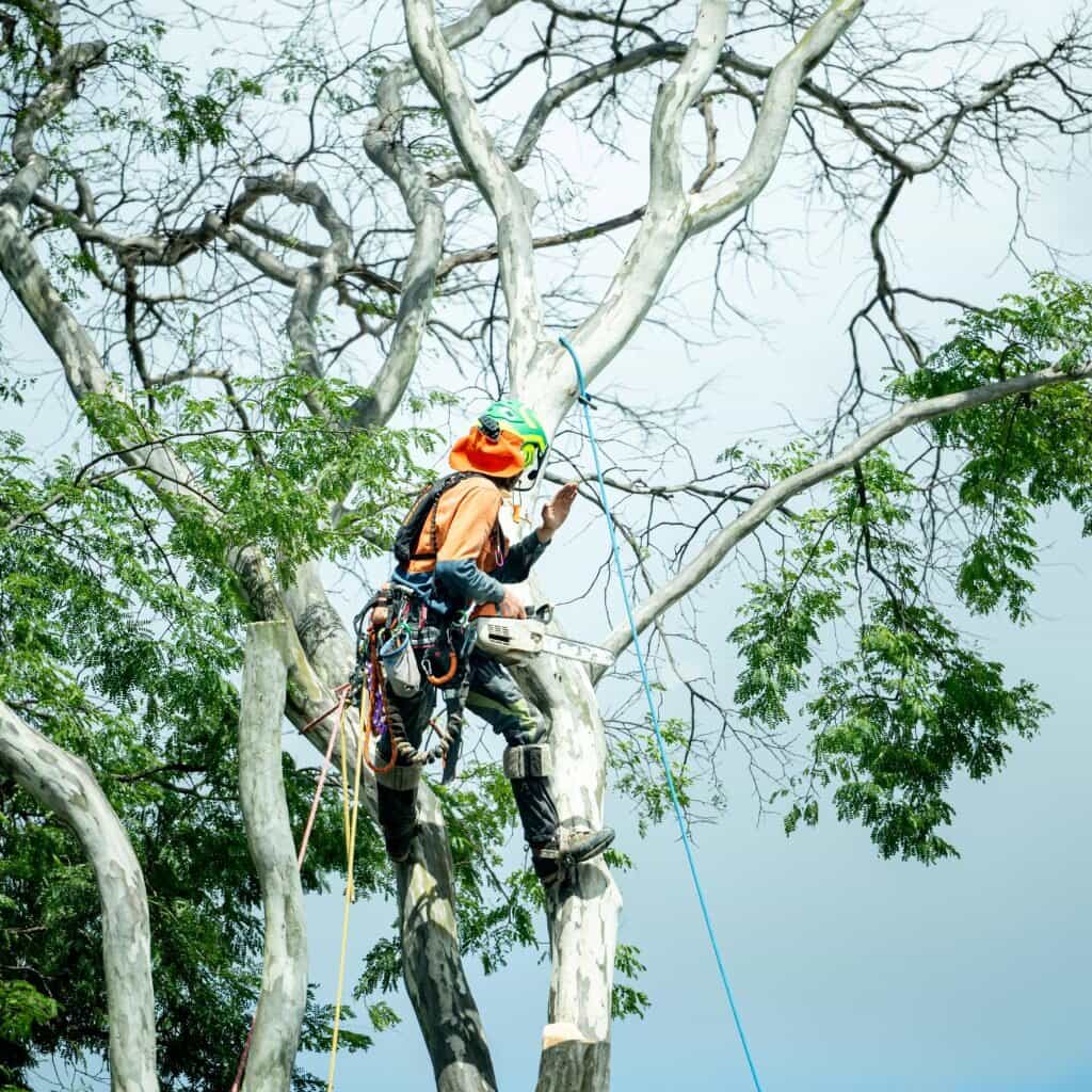 Tree-pruning scene