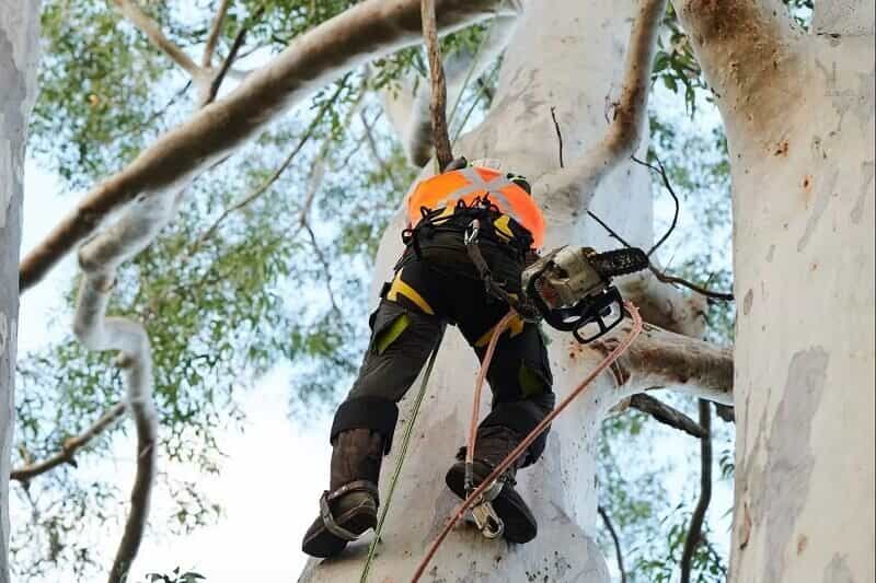 Climbing arborist in a damaged tree