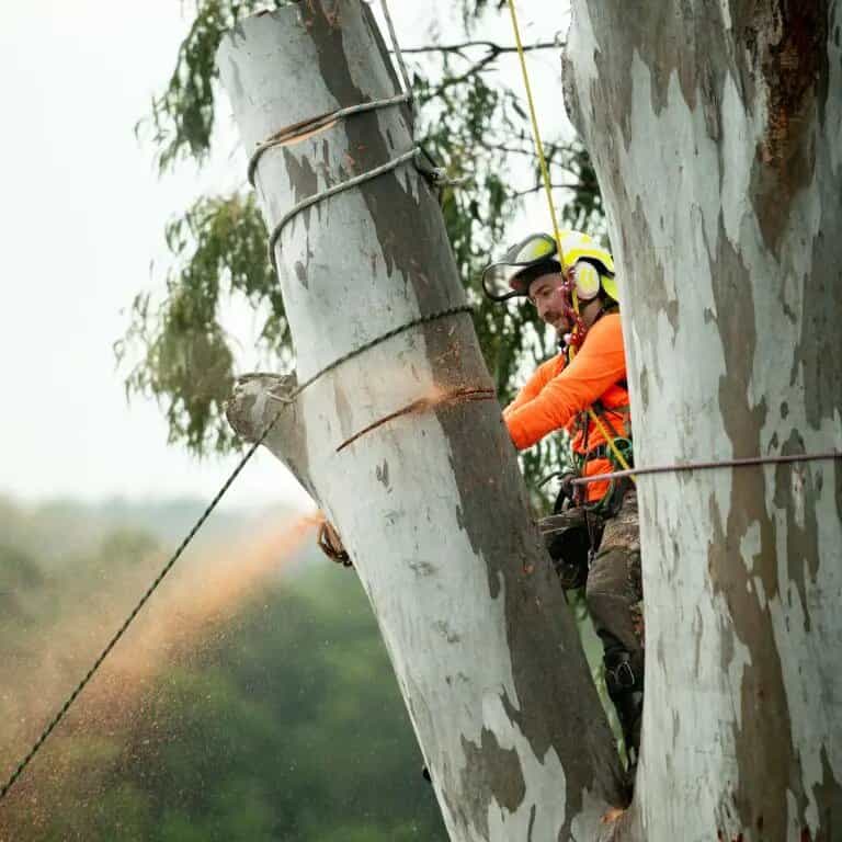 Gum tree removal scene with arborist equipment